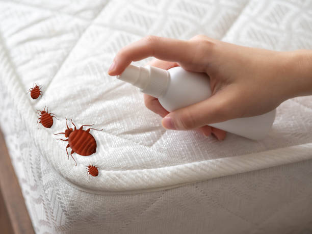 Best Termite Control Services  in Lake Lorelei, OH