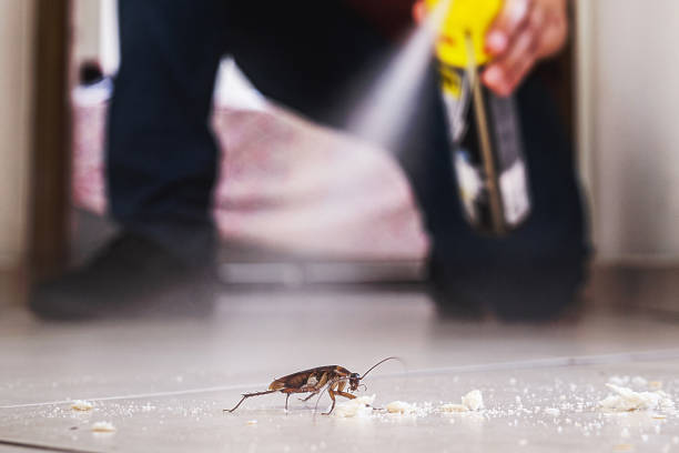 Best Local Pest Control Services  in Lake Lorelei, OH